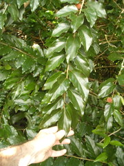 Dovyalis hebecarpa