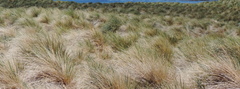 Poa flabellata