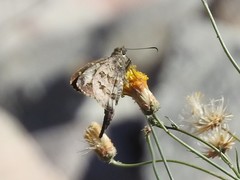 Thorybes dorantes calafia