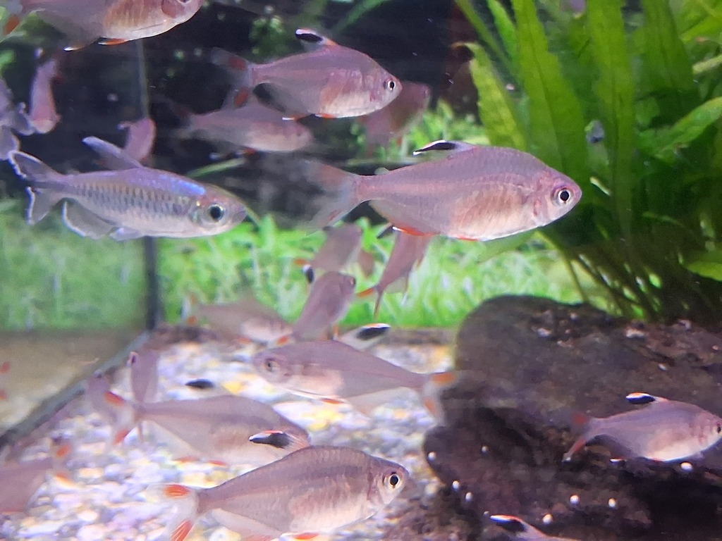 Golden Tetra