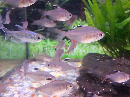 Golden Tetra