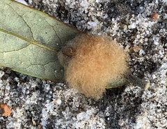 Druon quercuslanigerum