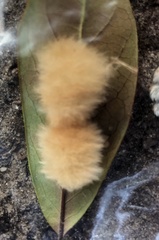 Druon quercuslanigerum