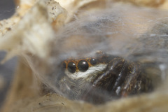 Phlegra bresnieri