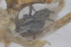 Phlegra bresnieri