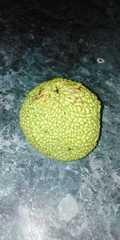 Maclura pomifera