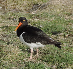Haematopus leucopodus