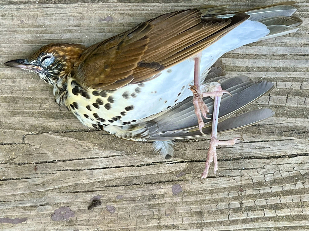 Wood Thrush