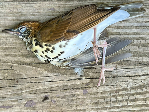 Wood Thrush