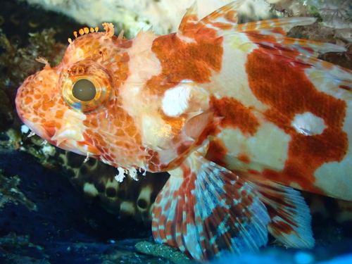 Canary Scorpionfish