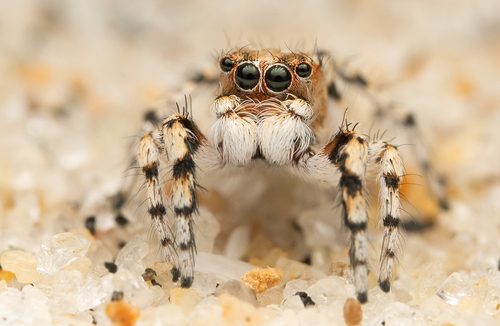 Habronattus ustulatus