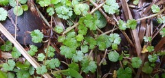 Hydrocotyle microphylla