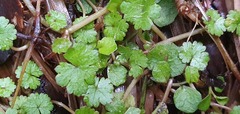 Hydrocotyle microphylla