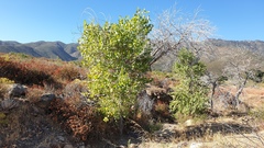 Populus fremontii fremontii