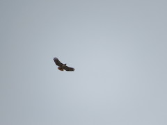 Buteo jamaicensis fuertesi