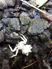 Epicadus heterogaster