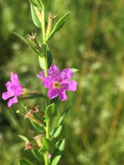 Lythrum alatum alatum
