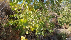Populus fremontii fremontii