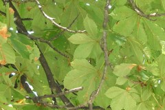 Aesculus hippocastanum