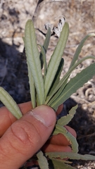 Eriodictyon traskiae