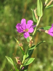 Lythrum alatum alatum