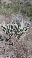 Eriodictyon traskiae