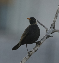 Turdus merula