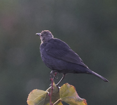 Turdus merula