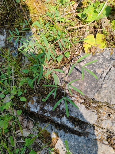 Laserpitium peucedanoides, photograph 2