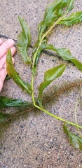 Potamogeton praelongus