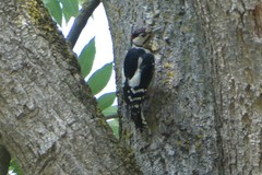 Dendrocopos major