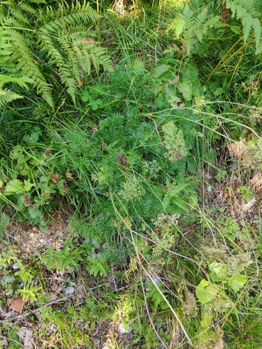 Peucedanum austriacum, photograph 6
