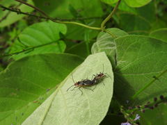 Dysdercus mimus