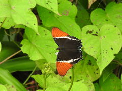 Siproeta epaphus epaphus