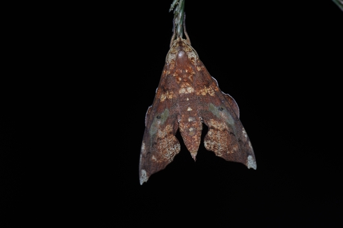 Smerinthulus mirabilis