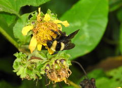 Bombus medius