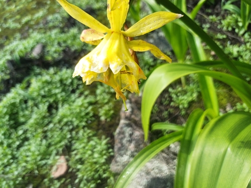Amancae (Ismene amancaes)