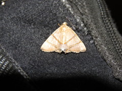 Eulepidotis juncida