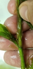 Potamogeton praelongus