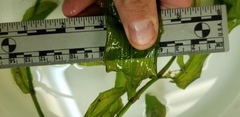 Potamogeton praelongus