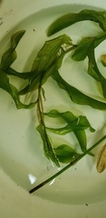 Potamogeton praelongus
