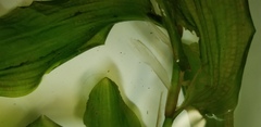 Potamogeton praelongus