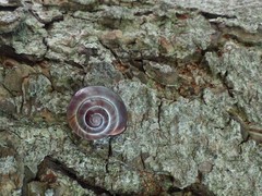 Cepaea nemoralis
