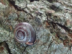 Cepaea nemoralis
