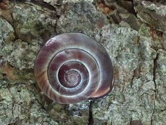 Cepaea nemoralis