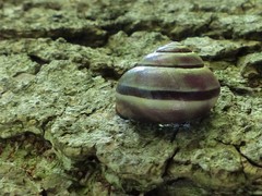 Cepaea nemoralis
