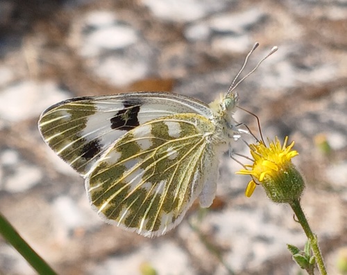 Bath White, Terminal Rodoviário de Abrantes , photo 9 of 10