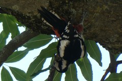 Dendrocopos major
