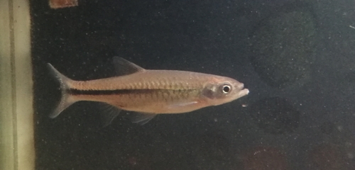 Chinese rasbora (Rasbora steineri) — Cyprinidae — 4