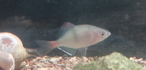 Tonkin-bittervoorn (Acheilognathus tonkinensis) — Cyprinidae